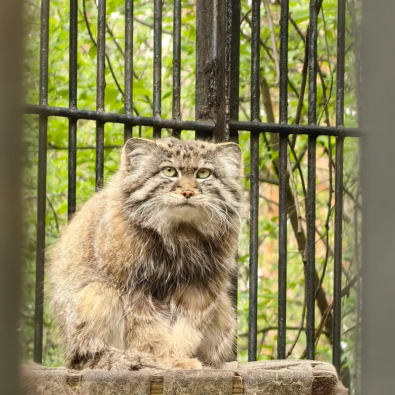 A photograph of Sylvester in Novosibirsk Zoo