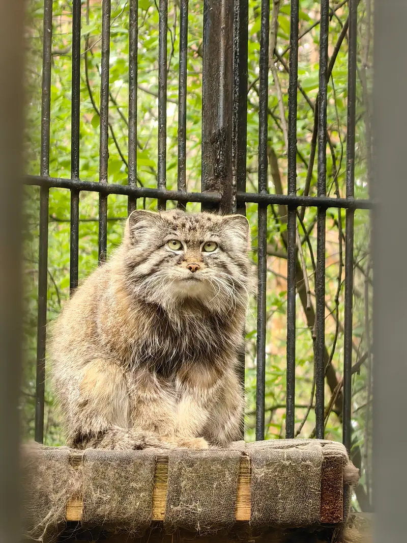 A photograph of Sylvester in Novosibirsk Zoo
