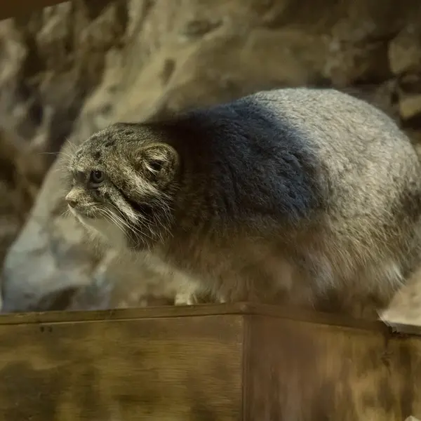 A photograph of Klyon in Ueno Zoological Gardens