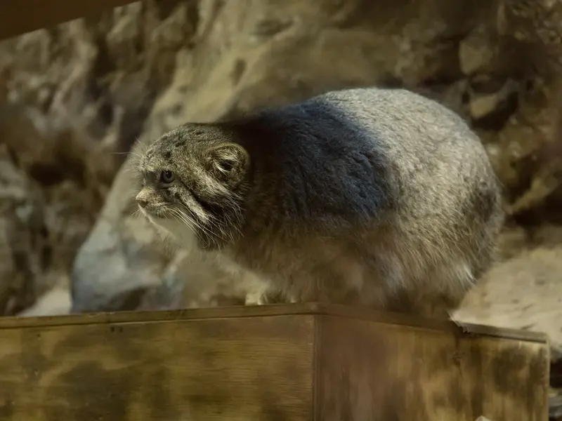 A photograph of Klyon in Ueno Zoological Gardens