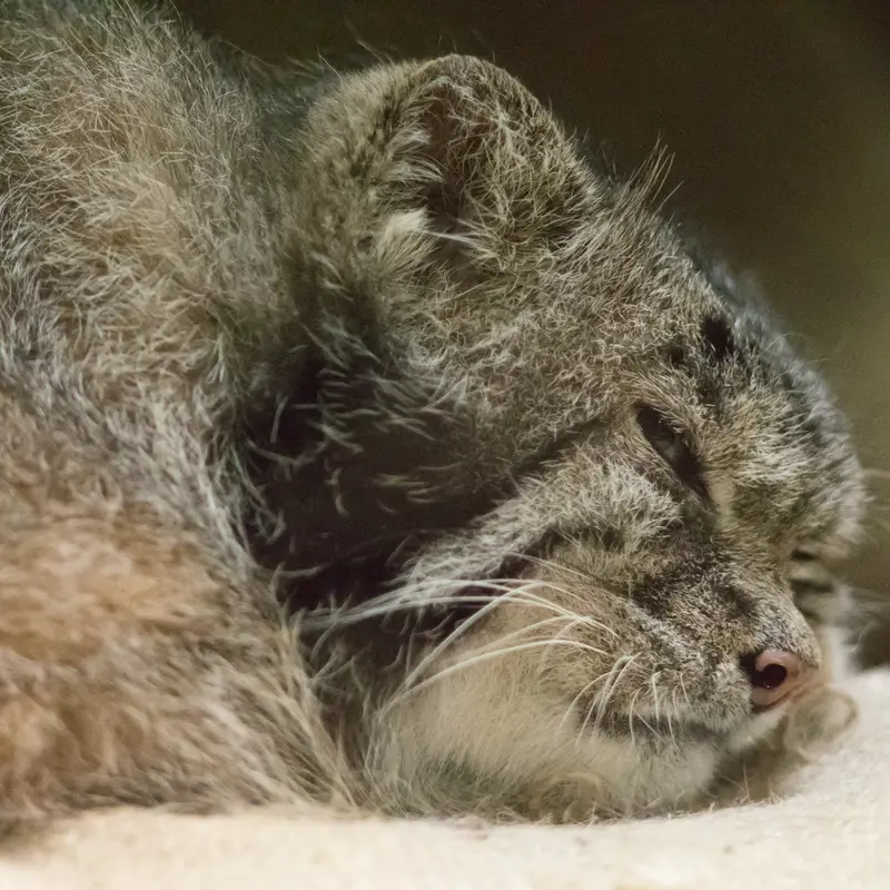 A photograph of Klyon in Ueno Zoological Gardens