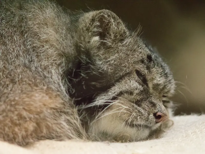 A photograph of Klyon in Ueno Zoological Gardens