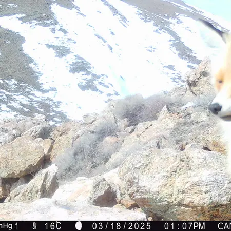 A photograph of Red fox from Zhundy 2 [new] camera trap