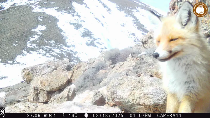 A photograph of Red fox from Zhundy 2 [new] camera trap