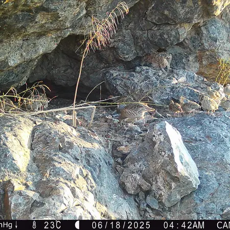 A photograph of Grey partridge from Zhundy 1 camera trap