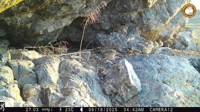 A photograph of Grey partridge from Zhundy 1 camera trap