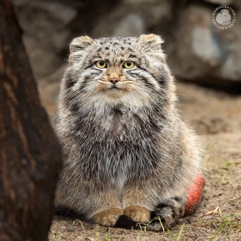 A photograph of Grey in Novosibirsk Zoo
