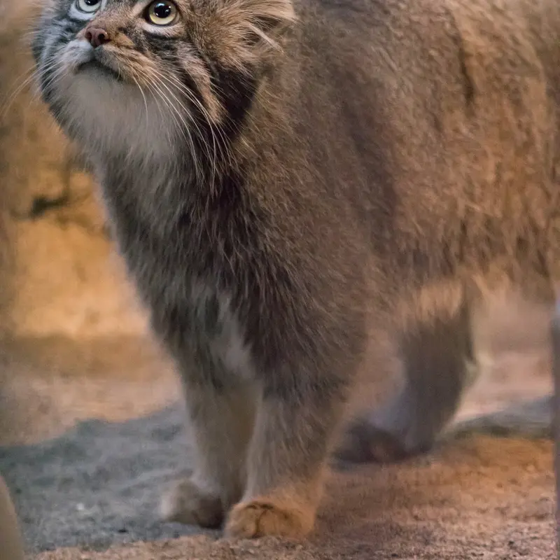 A photograph of Figa in Nogeyama Zoo