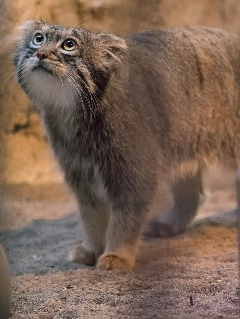 A photograph of Figa in Nogeyama Zoo