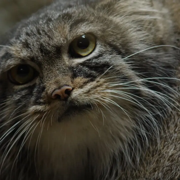 A photograph of a Pallas's cat in Ueno Zoological Gardens