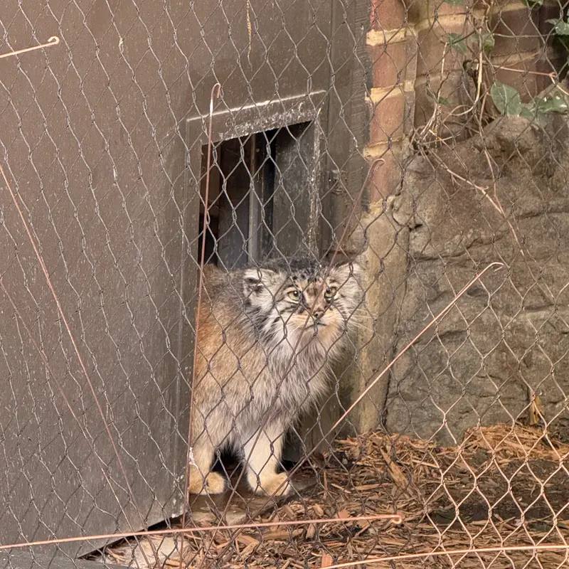 A photograph of Sarnai in Prospect Park Zoo