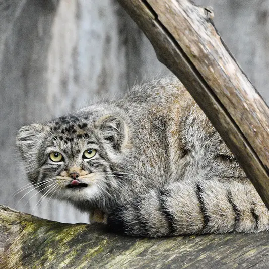 A photograph of Manuela in Tierpark Berlin