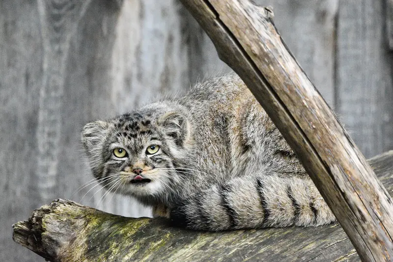 A photograph of Manuela in Tierpark Berlin