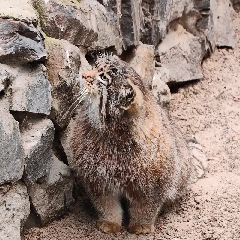 A photograph of a Pallas's cat in Novosibirsk Zoo