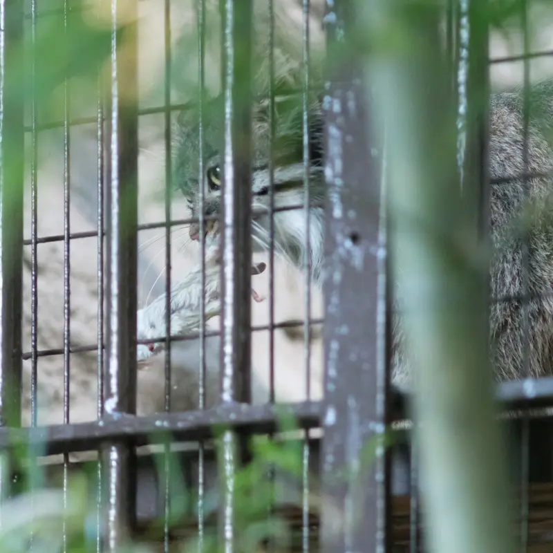 A photograph of Figa in Nogeyama Zoo