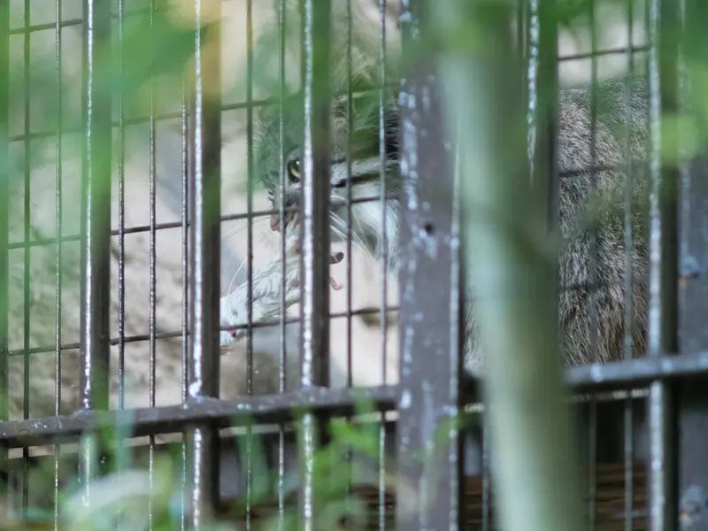 A photograph of Figa in Nogeyama Zoo