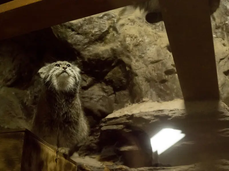 A photograph of Klyon in Ueno Zoological Gardens