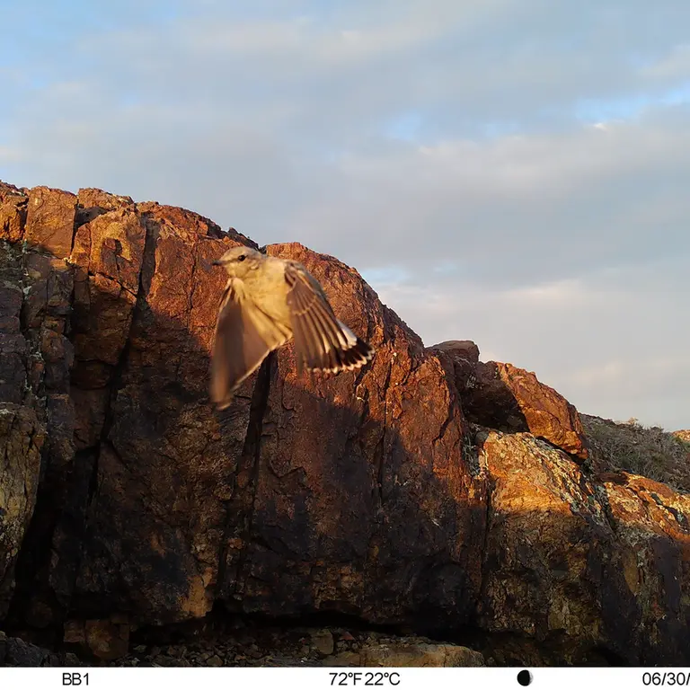 A photograph of a Pallas's cat from Aktas-Kunkora [new] camera trap