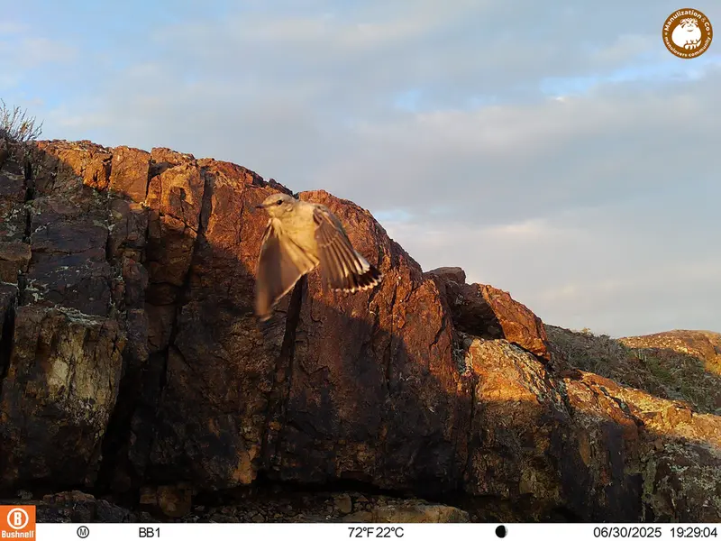 A photograph of a Pallas's cat from Aktas-Kunkora [new] camera trap