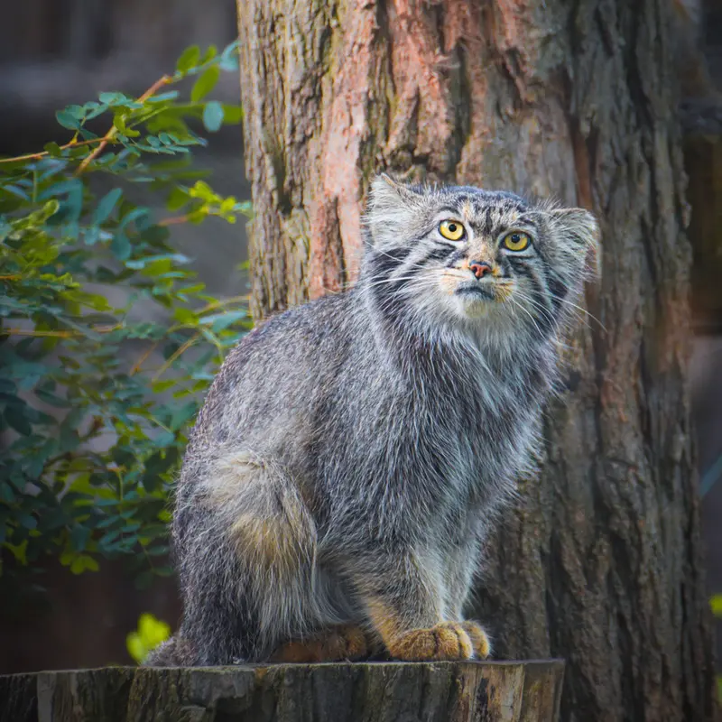 A photograph of Kubi in Wrocław Zoo