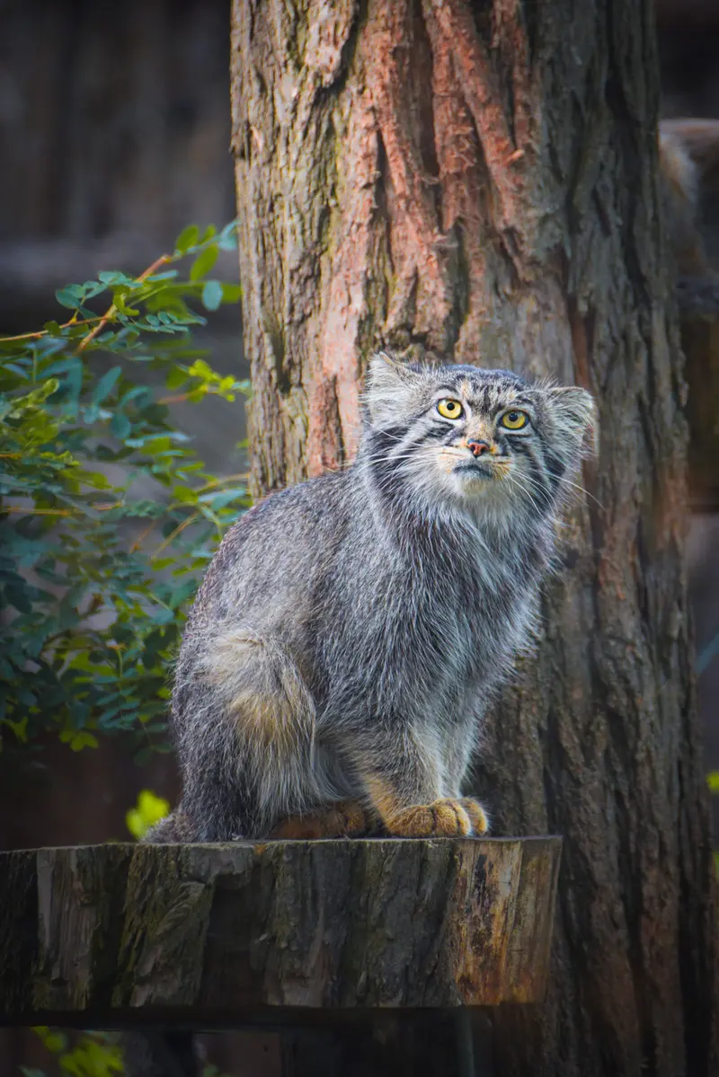 A photograph of Kubi in Wrocław Zoo