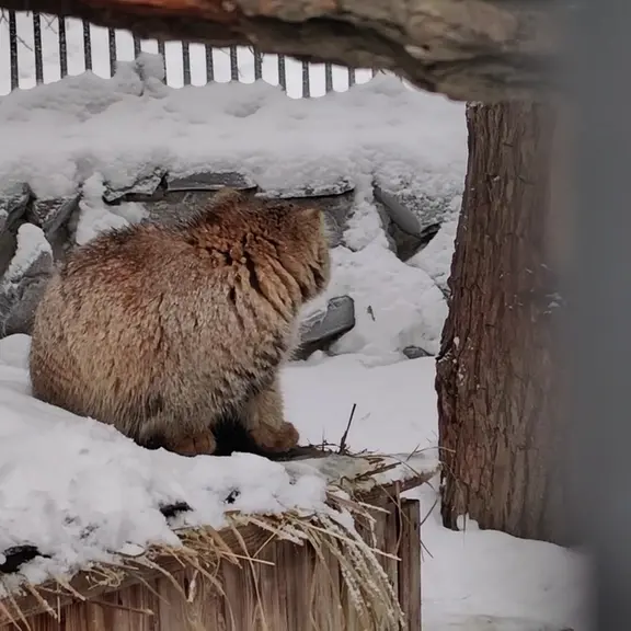 A photograph of a Pallas's cat in Novosibirsk Zoo