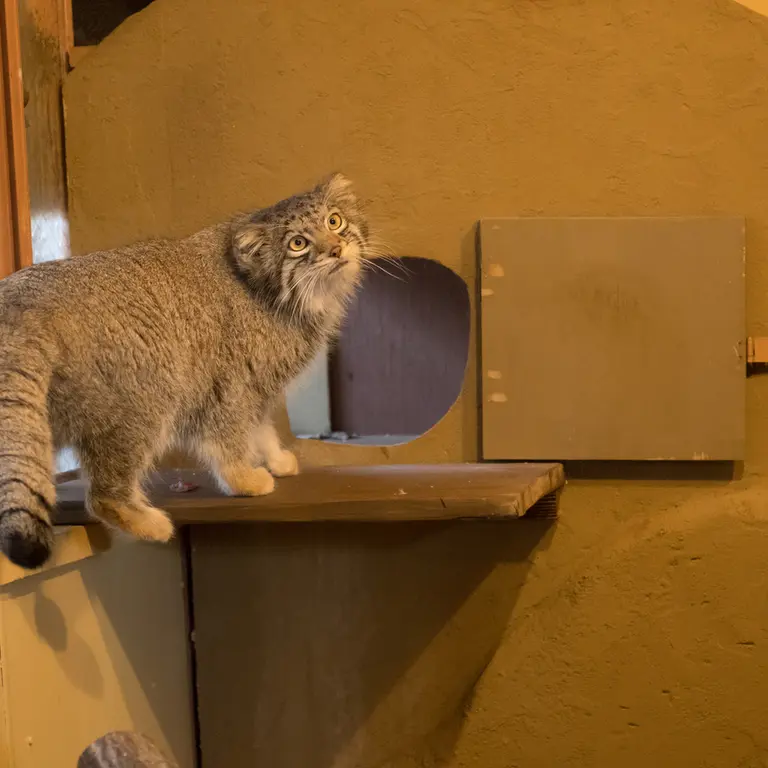 A photograph of Oto in Saitama Children's Zoo
