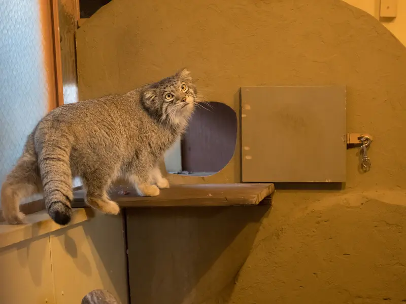 A photograph of Oto in Saitama Children's Zoo