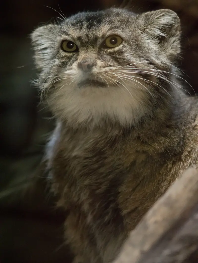A photograph of Primula in Ueno Zoological Gardens