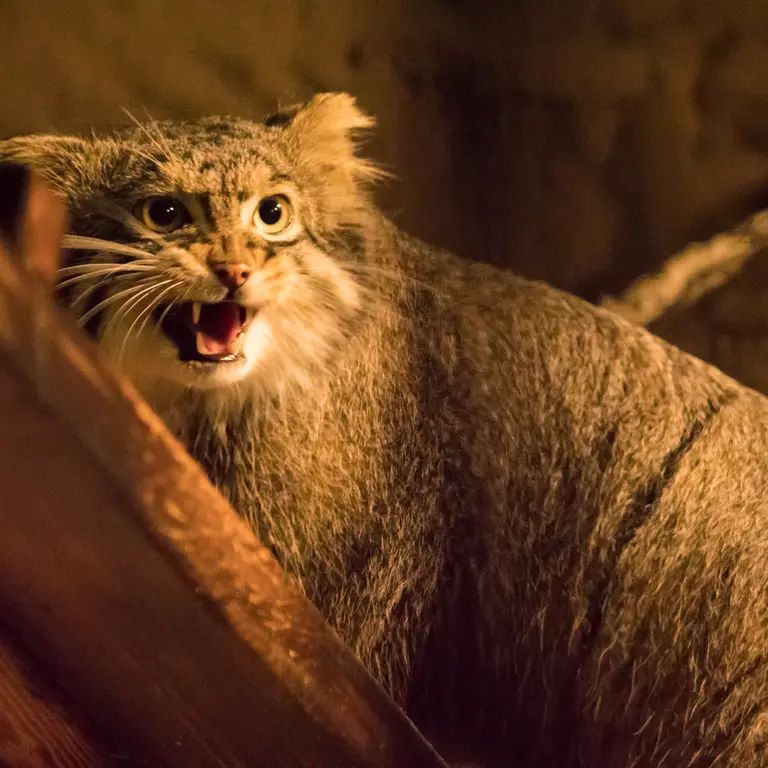 A photograph of Figa in Nogeyama Zoo