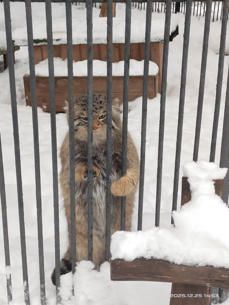A photograph of Son of Eve 2023 Ⅳ in Novosibirsk Zoo