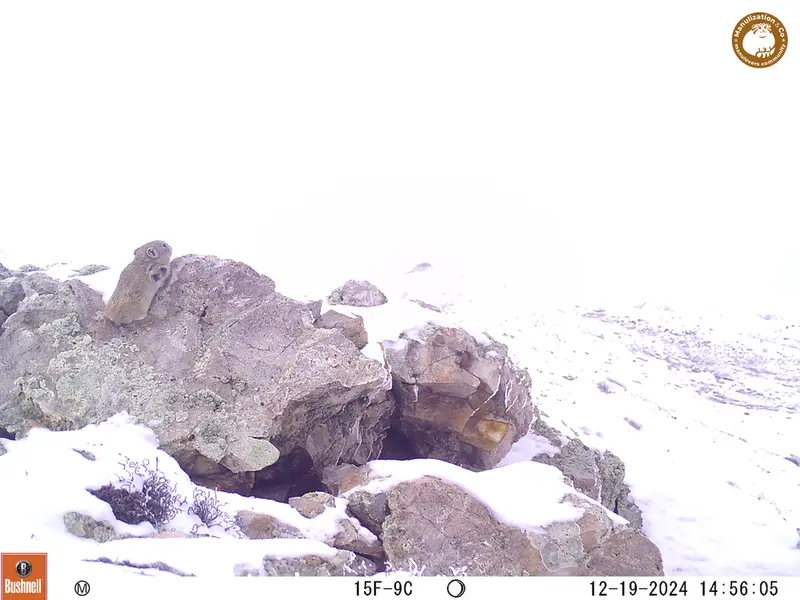 A photograph of Pika from Besshoky 1 camera trap