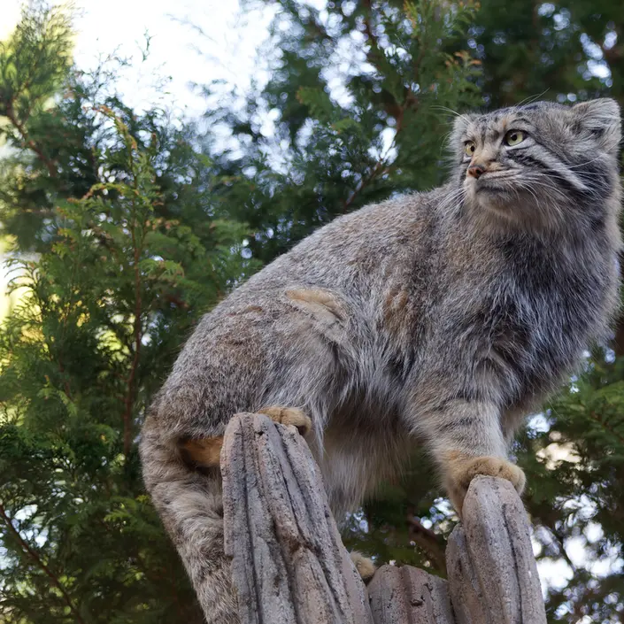 A photograph of Nagomu in Nasu Animal Kingdom