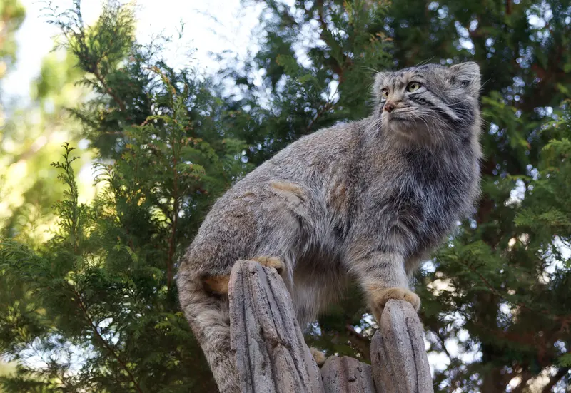 A photograph of Nagomu in Nasu Animal Kingdom