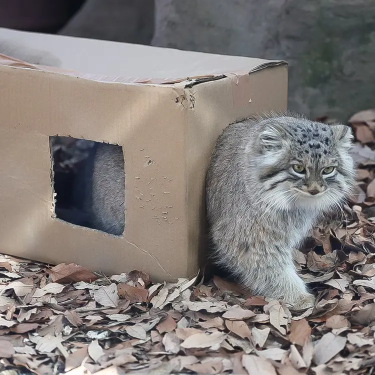 A photograph of Oliva in Saitama Children's Zoo