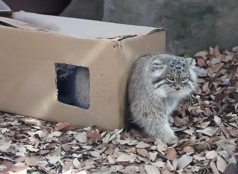 A photograph of Oliva in Saitama Children's Zoo