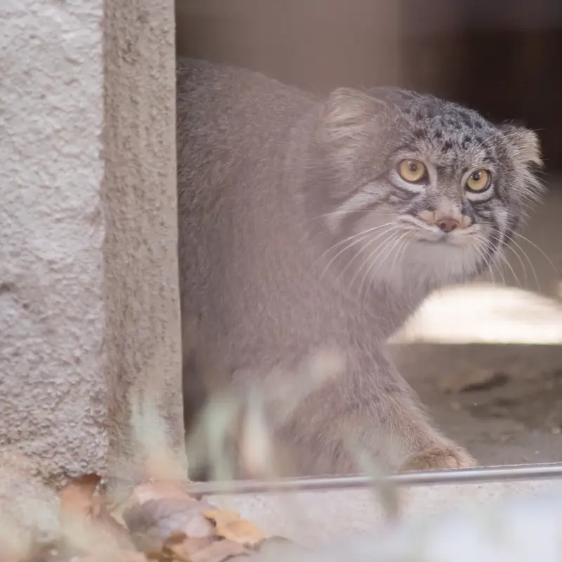 A photograph of Figa in Nogeyama Zoo