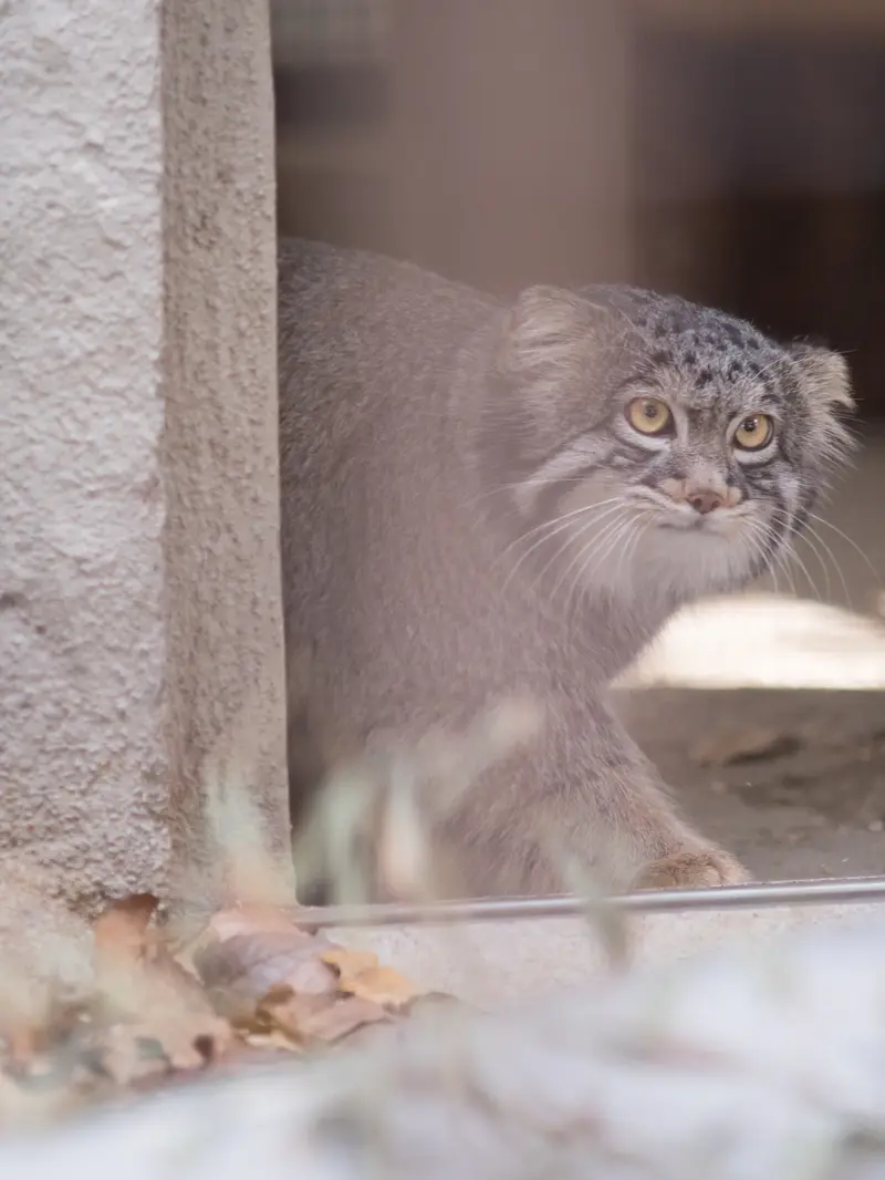 A photograph of Figa in Nogeyama Zoo