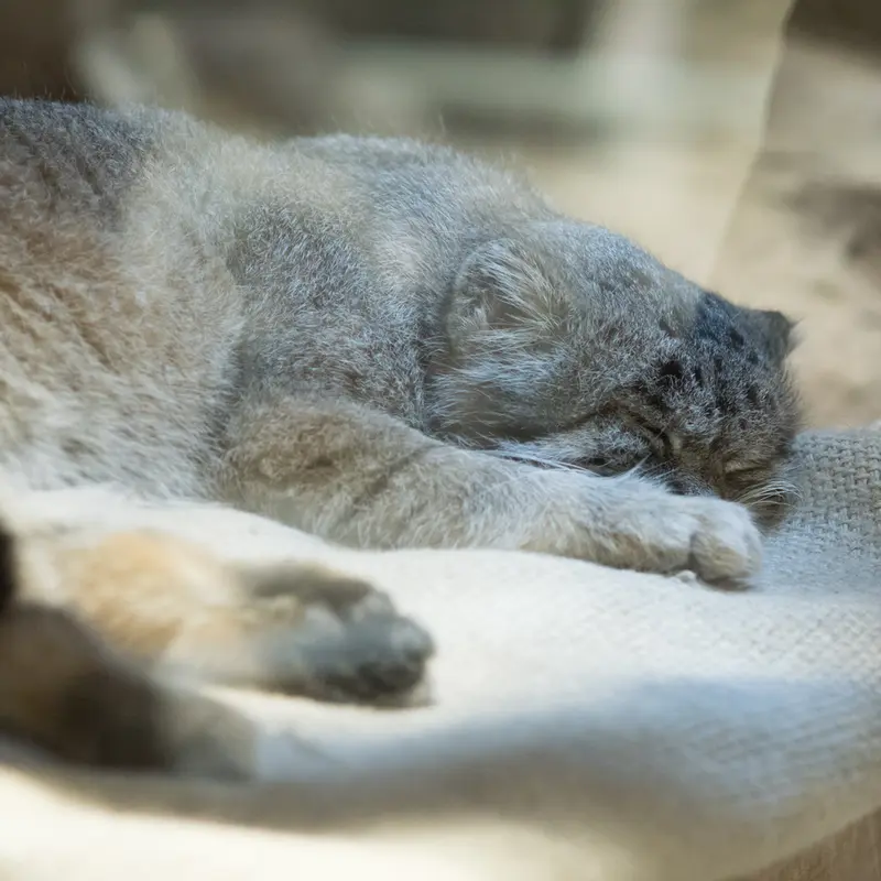 A photograph of Klyon in Ueno Zoological Gardens