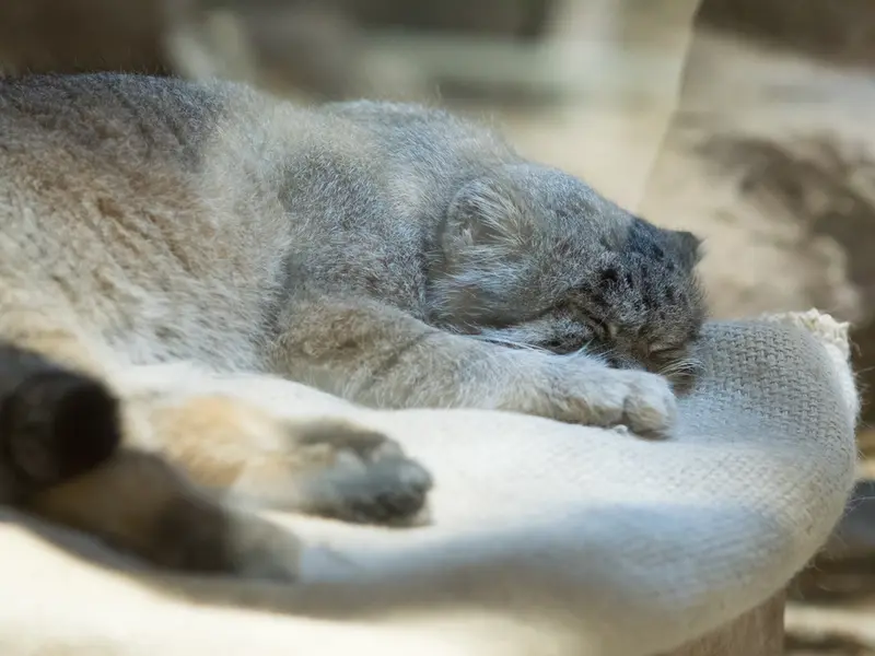 A photograph of Klyon in Ueno Zoological Gardens