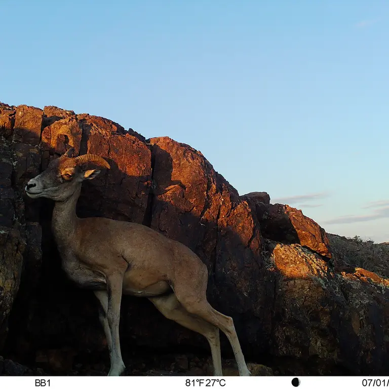 A photograph of Argali from Aktas-Kunkora [new] camera trap