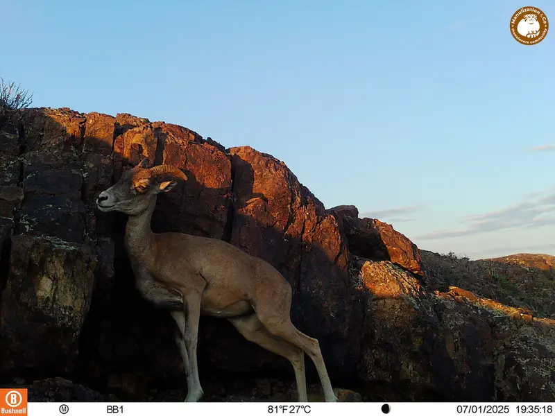 A photograph of Argali from Aktas-Kunkora [new] camera trap