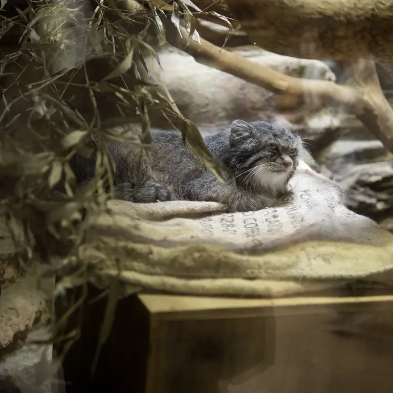 A photograph of Klyon in Ueno Zoological Gardens