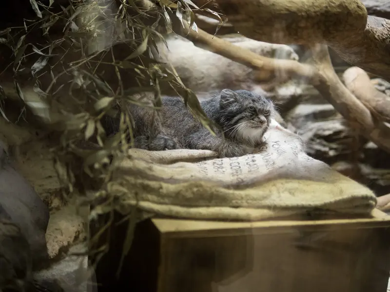 A photograph of Klyon in Ueno Zoological Gardens
