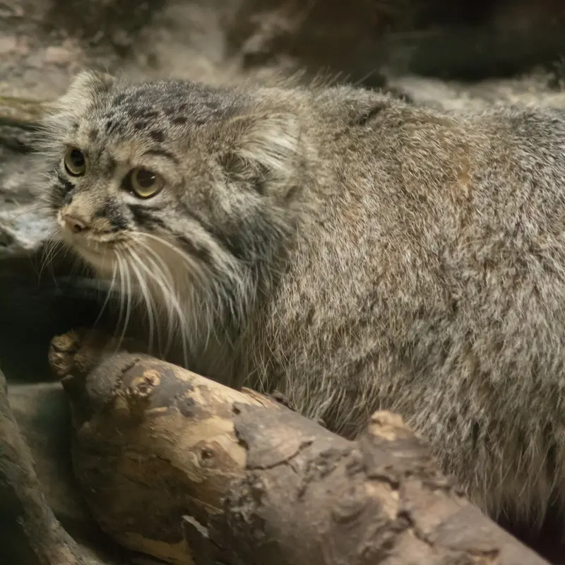 A photograph of Shafran in Ueno Zoological Gardens