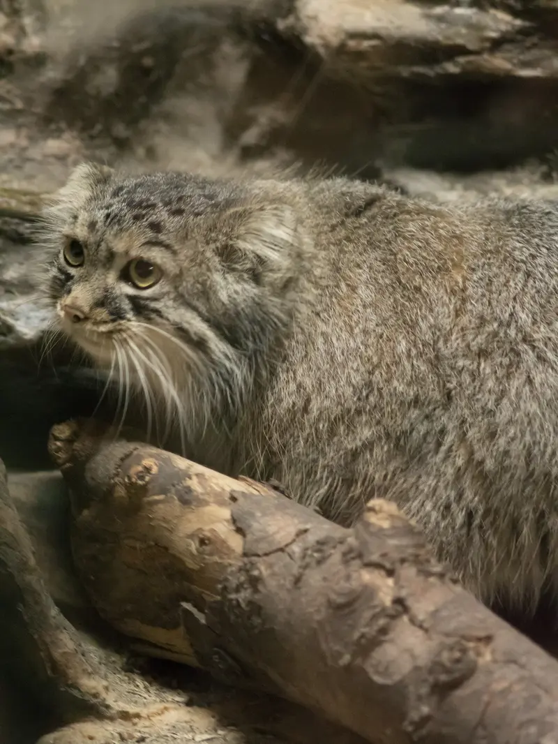 A photograph of Shafran in Ueno Zoological Gardens