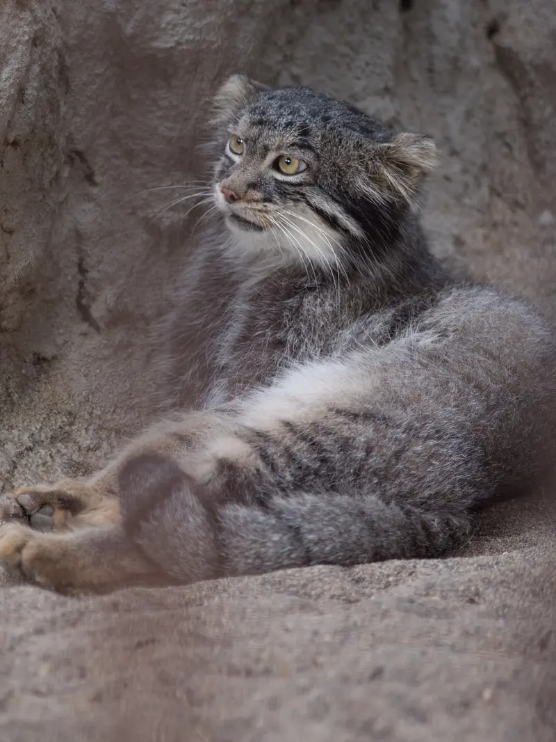 A photograph of Figa in Nogeyama Zoo