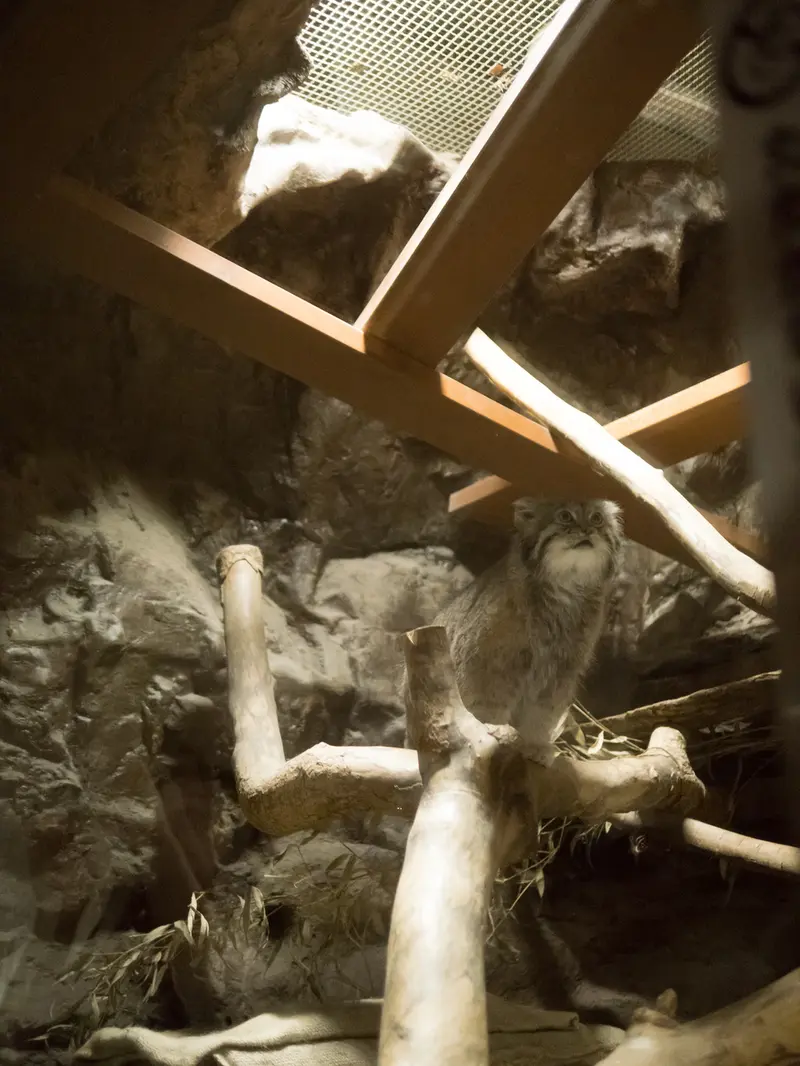 A photograph of Klyon in Ueno Zoological Gardens