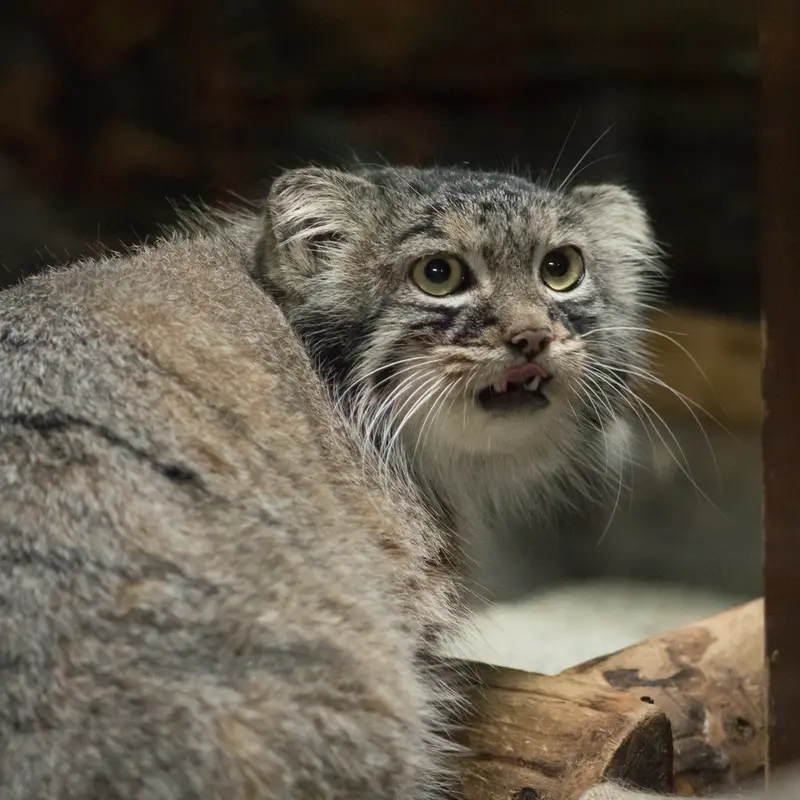 A photograph of Shafran in Ueno Zoological Gardens