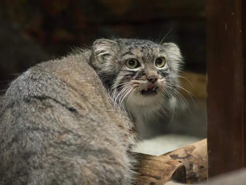 A photograph of Shafran in Ueno Zoological Gardens